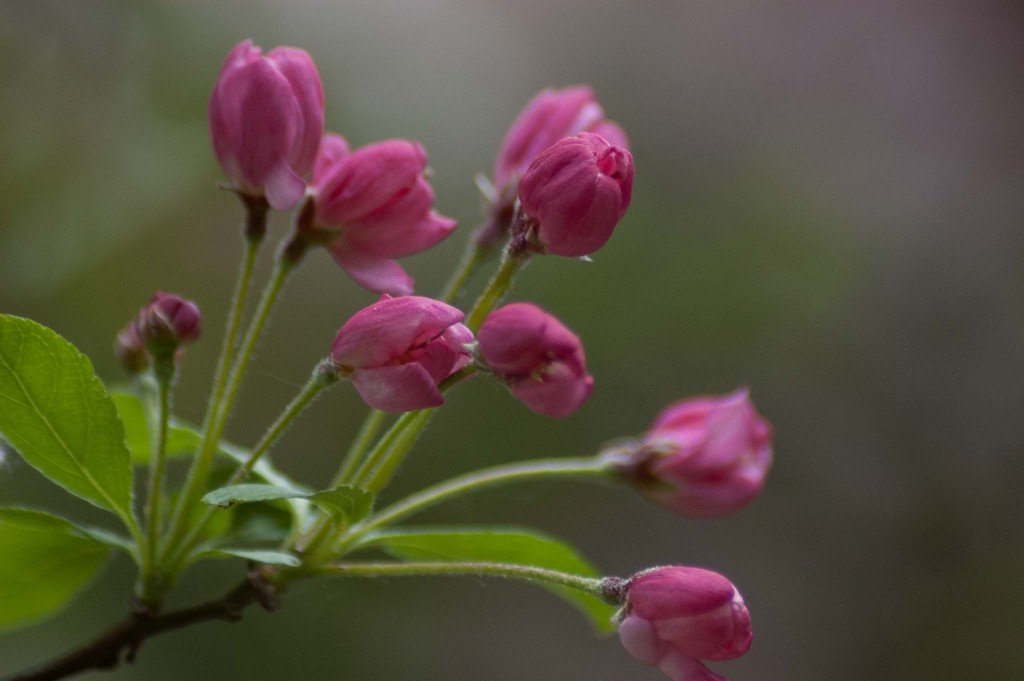 donker roze bloesem, foto van Agnes van der Graaf